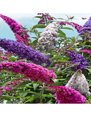 Liliac de Vara Buddleja 3 Culori  - Ghiveci 3L