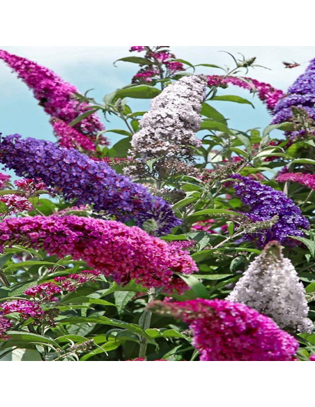 Liliac de Vara Buddleja 3 Culori  - Ghiveci 3L