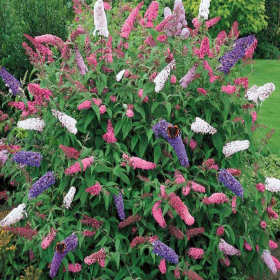 Liliac de Vara Buddleja 3 Culori  - Ghiveci 3L 2
