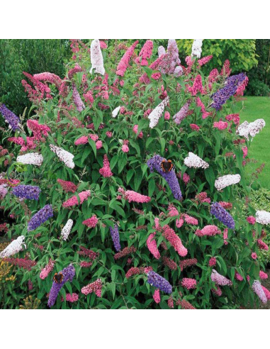 Liliac de Vara Buddleja 3 Culori  - Ghiveci 3L