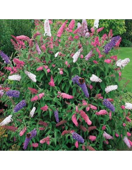 Liliac de Vara Buddleja 3 Culori  - Ghiveci 3L