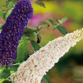 Liliac de Vara Buddleja 2 Culori - Ghiveci 3L