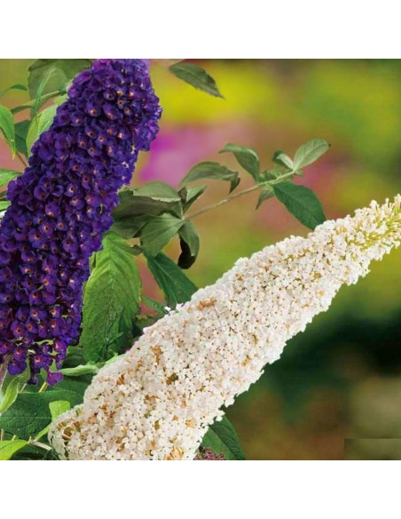 Liliac de Vara Buddleja 2 Culori - Ghiveci 3L