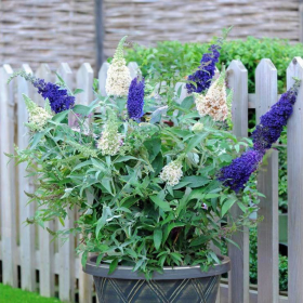 Liliac de Vara Buddleja 2 Culori - Ghiveci 3L 2