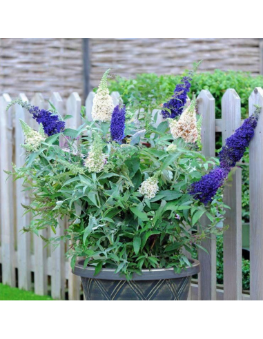 Liliac de Vara Buddleja 2 Culori - Ghiveci 3L