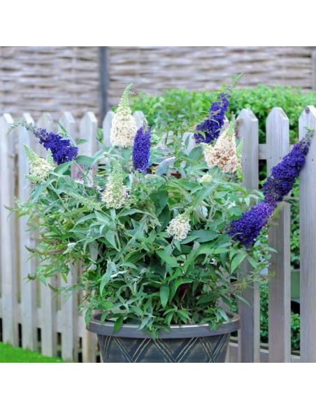 Liliac de Vara Buddleja 2 Culori - Ghiveci 3L