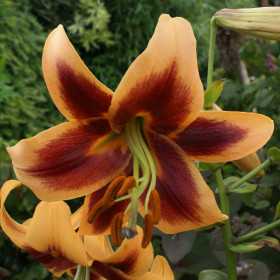 Crini Imperiali Parfumati "Red Morning" Bulbi