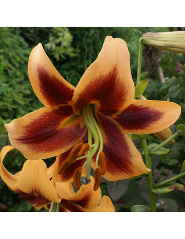 Crini Imperiali Parfumati "Red Morning" Bulbi