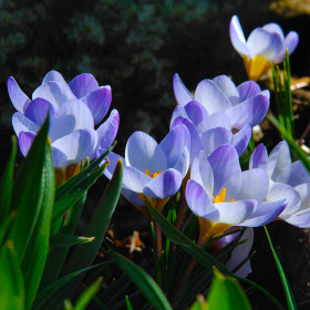 Crocus Blue Pearl | Brândușe de Primăvară - 5 bulbi/pachet