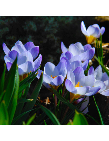 Crocus Blue Pearl | Brândușe de Primăvară - 5 bulbi/pachet