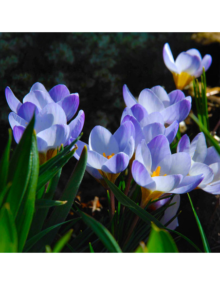 Crocus Blue Pearl | Brândușe de Primăvară - 5 bulbi/pachet