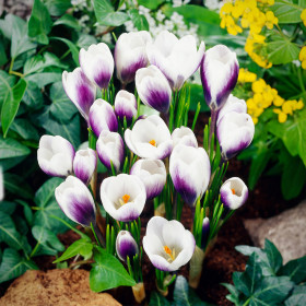 Crocus Clause | Brândușe de Primăvară - 5 bulbi/pachet