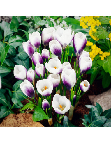 Crocus Clause | Brândușe de Primăvară - 5 bulbi/pachet
