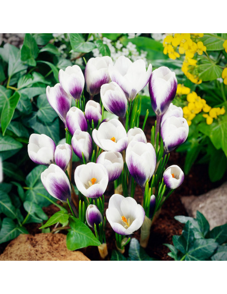 Crocus Clause | Brândușe de Primăvară - 5 bulbi/pachet