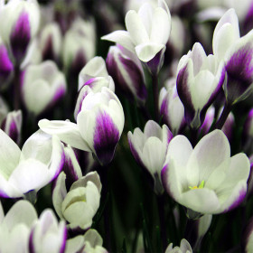 Crocus Clause | Brândușe de Primăvară - 5 bulbi/pachet 2