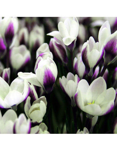 Crocus Clause | Brândușe de Primăvară - 5 bulbi/pachet