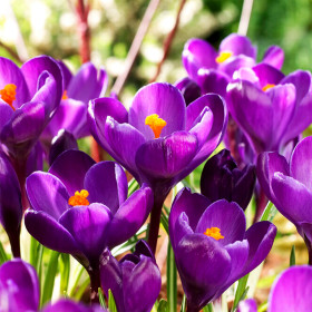 Crocus Rembrance | Brândușe de Primăvară - 5 bulbi/pachet