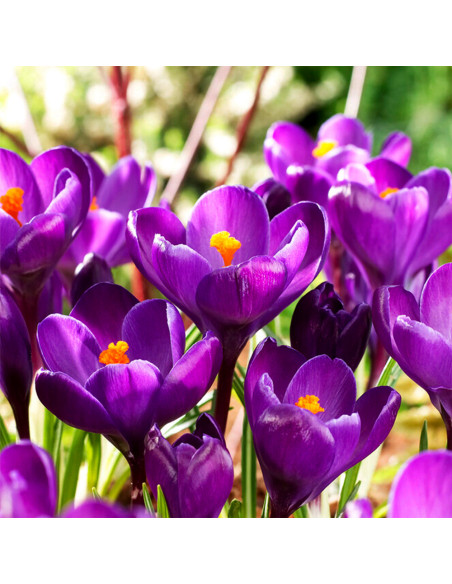 Crocus Rembrance | Brândușe de Primăvară - 5 bulbi/pachet