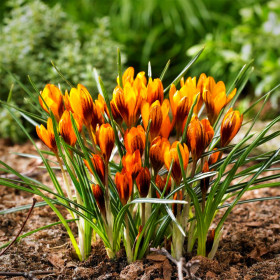 Crocus Orange Monarch | Brândușe de Primăvară - 5...