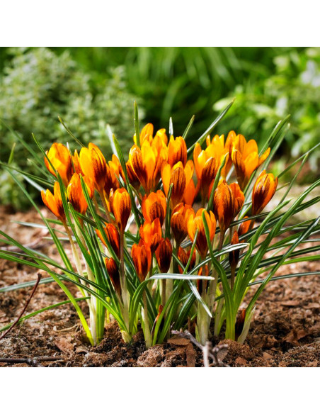 Crocus Orange Monarch | Brândușe de Primăvară - 5 bulbi/pachet
