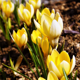 Crocus Soft Gold | Brândușe de Primăvară - 5 bulbi/pachet