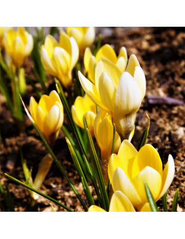 Crocus Soft Gold | Brândușe de Primăvară - 5 bulbi/pachet