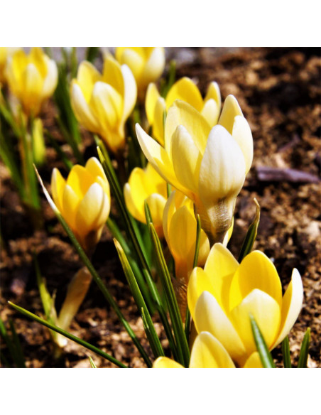 Crocus Soft Gold | Brândușe de Primăvară - 5 bulbi/pachet