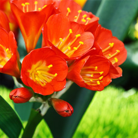 Crocus Red | Brândușe de Primăvară - 5 bulbi/pachet