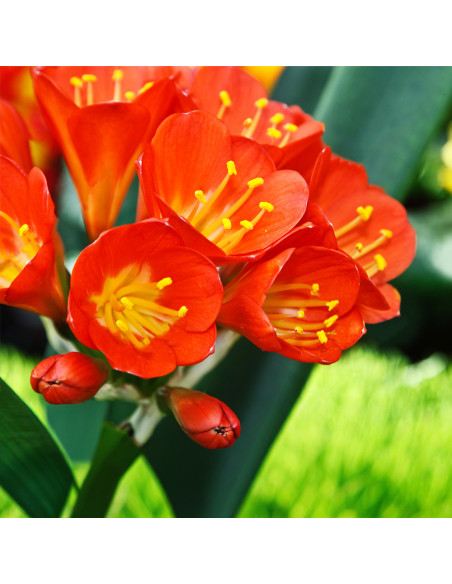 Crocus Red | Brândușe de Primăvară - 5 bulbi/pachet