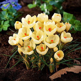 Crocus Cream Beauty | Brândușe de Primăvară - 5 bulbi/pachet