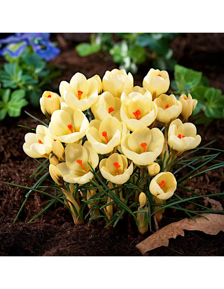 Crocus Cream Beauty | Brândușe de Primăvară - 5 bulbi/pachet