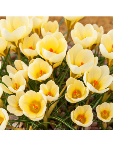 Crocus Cream Beauty | Brândușe de Primăvară - 5 bulbi/pachet