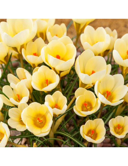 Crocus Cream Beauty | Brândușe de Primăvară - 5 bulbi/pachet