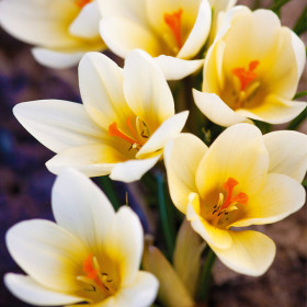 Crocus Cream Beauty | Brândușe de Primăvară - 5 bulbi/pachet 2