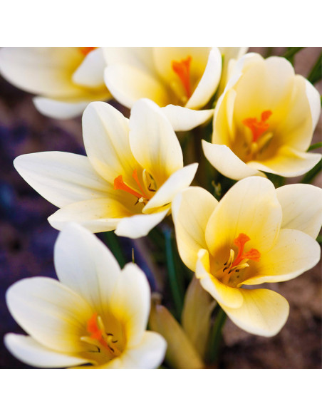 Crocus Cream Beauty | Brândușe de Primăvară - 5 bulbi/pachet