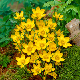 Crocus Dorothy | Brândușe de Primăvară - 5 bulbi/pachet
