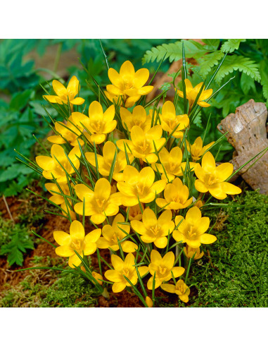 Crocus Dorothy | Brândușe de Primăvară - 5 bulbi/pachet