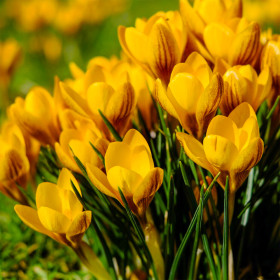 Crocus Dorothy | Brândușe de Primăvară - 5 bulbi/pachet 2