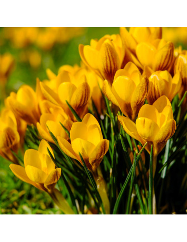 Crocus Dorothy | Brândușe de Primăvară - 5 bulbi/pachet