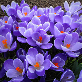 Crocus Grand Maitre | Brândușe de Primăvară - 5 bulbi/pachet