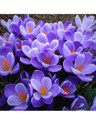 Crocus Grand Maitre | Brândușe de Primăvară - 5 bulbi/pachet
