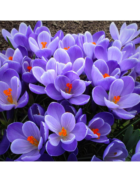 Crocus Grand Maitre | Brândușe de Primăvară - 5 bulbi/pachet