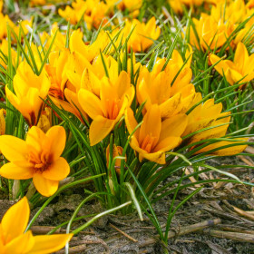 Crocus Korolkowi | Brândușe de Primăvară - 5 bulbi/pachet