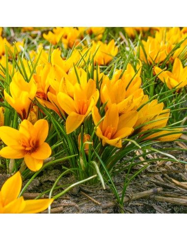 Crocus Korolkowi | Brândușe de Primăvară - 5 bulbi/pachet