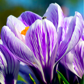 Crocus Pikwick | Brândușe de Primăvară - 5 bulbi/pachet