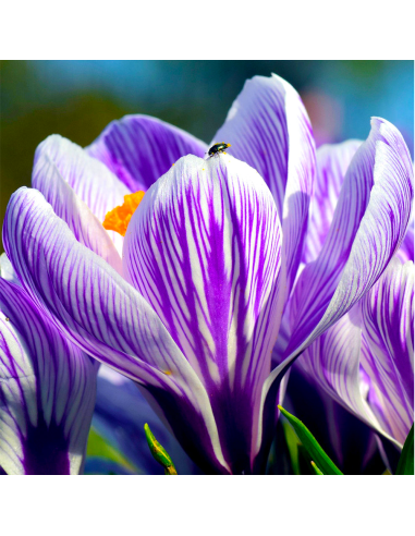 Crocus Pikwick | Brândușe de Primăvară - 5 bulbi/pachet