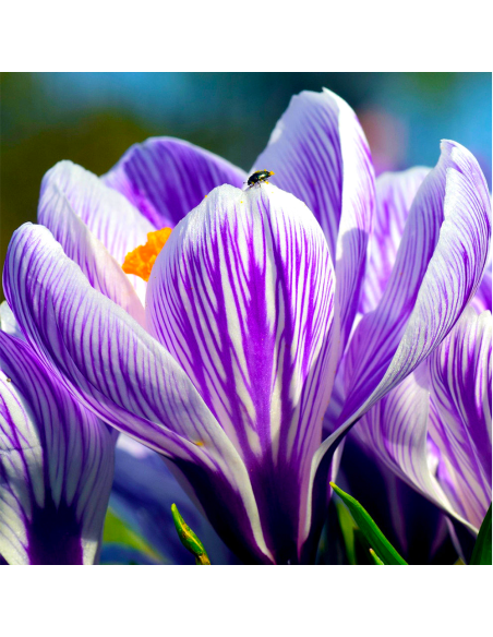 Crocus Pikwick | Brândușe de Primăvară - 5 bulbi/pachet