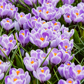 Crocus Pikwick | Brândușe de Primăvară - 5 bulbi/pachet 2
