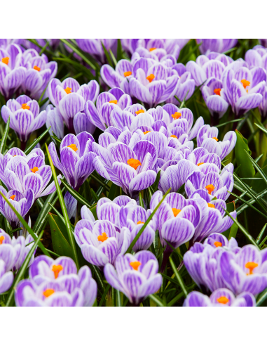 Crocus Pikwick | Brândușe de Primăvară - 5 bulbi/pachet