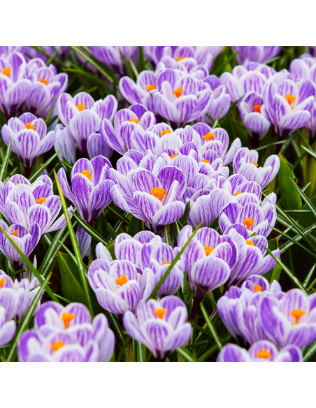Crocus Pikwick | Brândușe de Primăvară - 5 bulbi/pachet